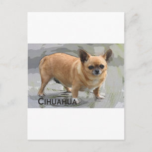 Chihuahua チ ワ ワ ч и х у budgivningsår budgivningså vykort