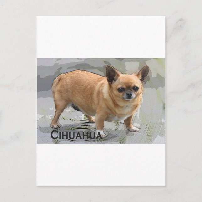 Chihuahua チ ワ ワ ч и х у budgivningsår budgivningså vykort (Framsida)
