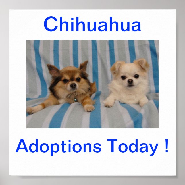 Chihuahua-adoptionen i dag - signatur poster (Framsidan)