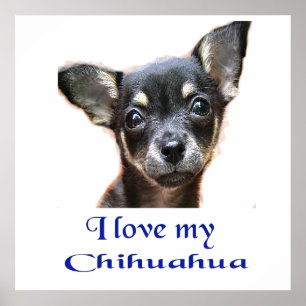 Chihuahua-affisch Poster