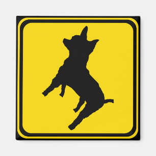 Chihuahua Ahead! Magnet