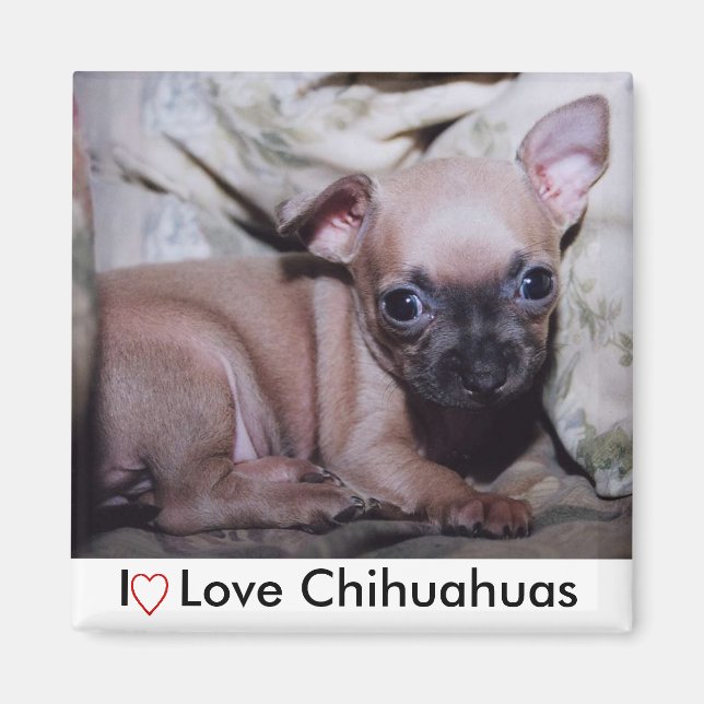 Chihuahua Älskare Delight Magnet (Framsidan)