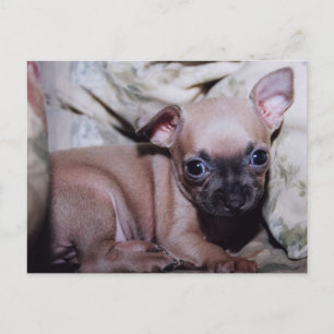 Chihuahua Älskare Delight Vykort