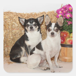 Chihuahua är i fallet fyrkantigt klistermärke