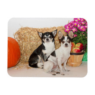 Chihuahua är i fallet magnet