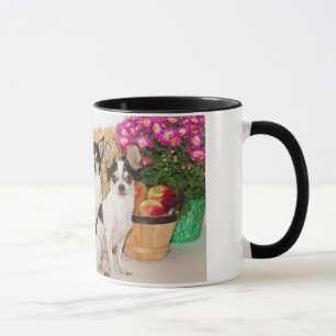 Chihuahua är i fallet mugg