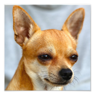 Chihuahua Baby Fototryck