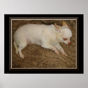 Chihuahua Behåll en öppen Poster i Öga