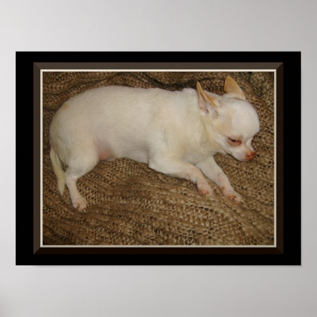 Chihuahua Behåll en öppen Poster i Öga (Framsidan)