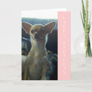 Chihuahua Birthday Card Kort