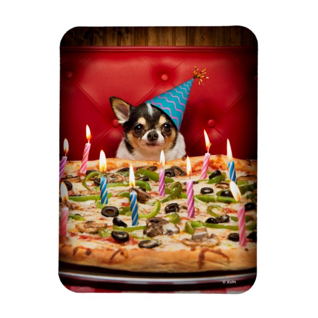 Chihuahua Birthday Pizza Paj Magnet (Vertikal)
