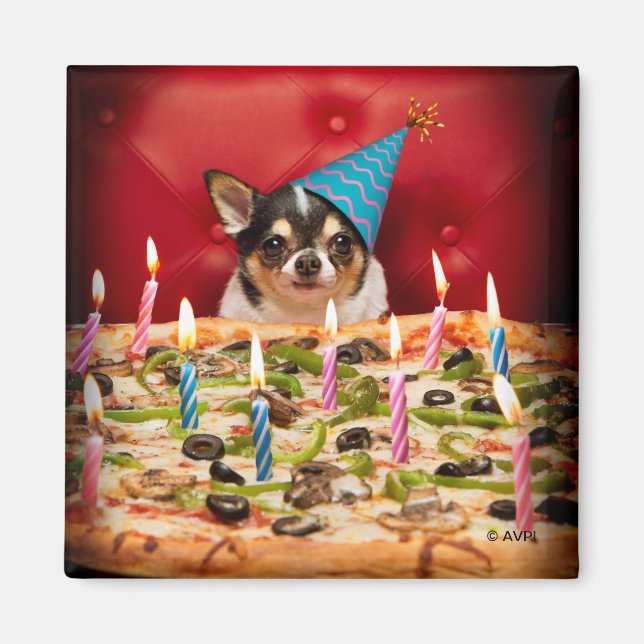 Chihuahua Birthday Pizza Paj Magnet (Framsidan)