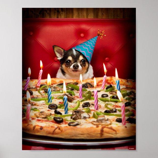 Chihuahua Birthday Pizza Paj Poster (Framsidan)