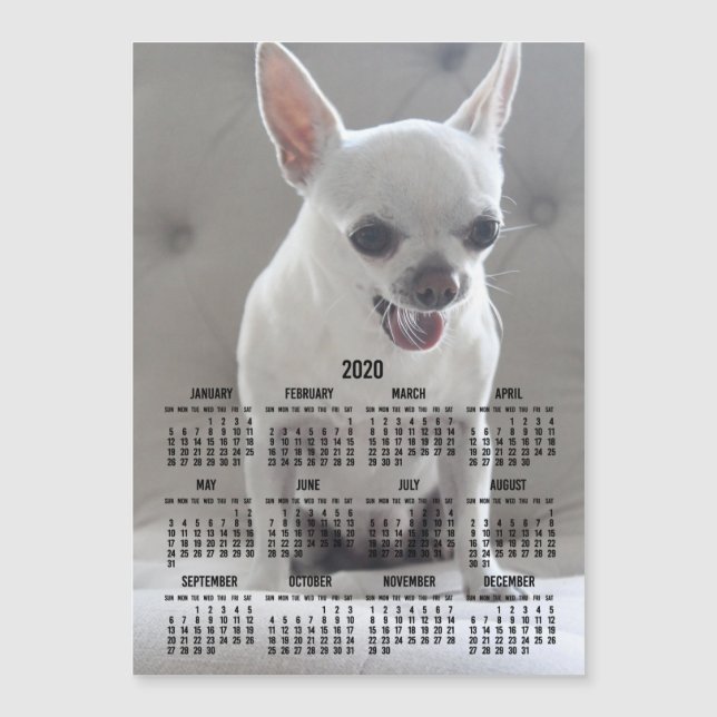 Chihuahua Calendar 2020 Magnetic Photo Card 5x7 (Framsida)