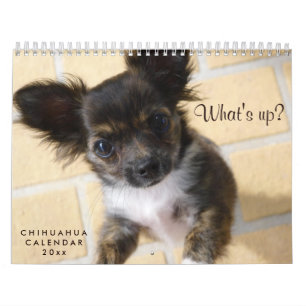 Chihuahua Calendar 2023 Photo Whats up Kalender