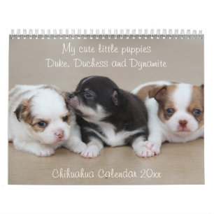 Chihuahua Calendar 2026 with Photos Kalender