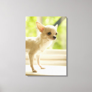 Chihuahua Canvastryck