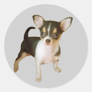 Chihuahua Cutie Sticker Runt Klistermärke
