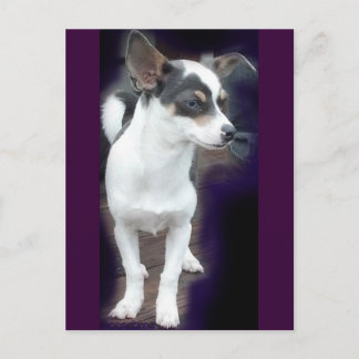 Chihuahua Dex-postkort Vykort