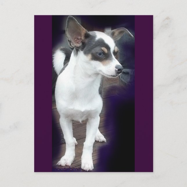 Chihuahua Dex-postkort Vykort (Framsida)