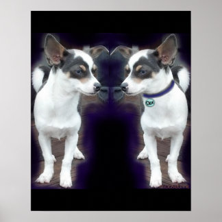 Chihuahua Dex-reflektion 16 x 20-utskrift Poster
