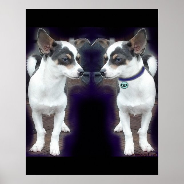 Chihuahua Dex-reflektion 16 x 20-utskrift Poster (Framsidan)
