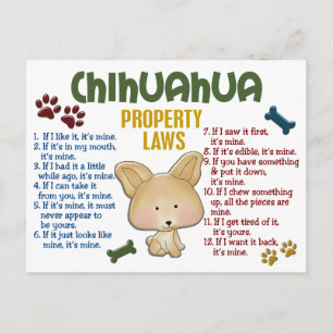 Chihuahua Egendom Laws 4 Vykort