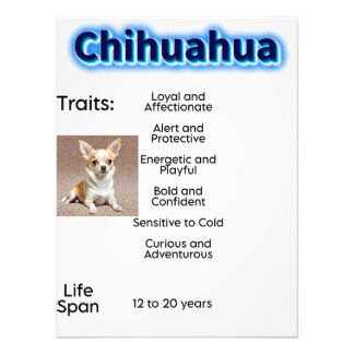Chihuahua-egenskaper och livstid fototryck