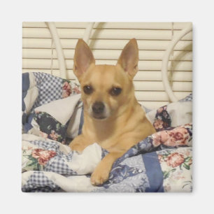 Chihuahua eller fotomagnet magnet