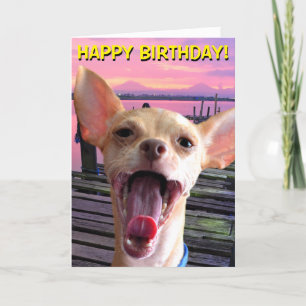 Chihuahua-födelsedagskort Kort