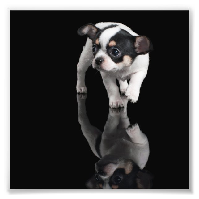 Chihuahua Fototryck (Framsidan)