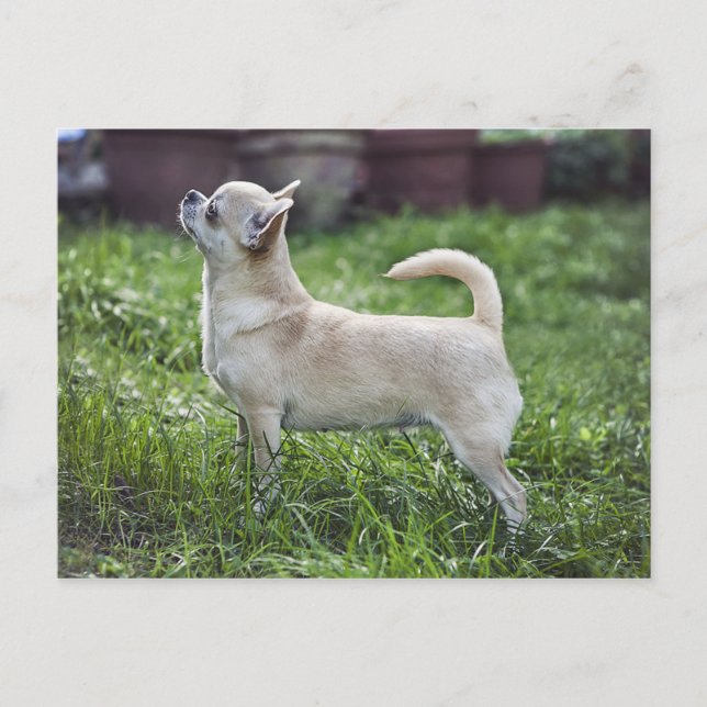 chihuahua fullt.png vykort (Framsida)