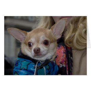 Chihuahua Hälsningskort