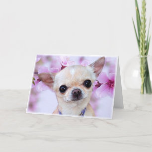 Chihuahua-hälsningskort Kort