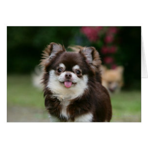 Chihuahua Headshot 1, långfärgad Hälsningskort