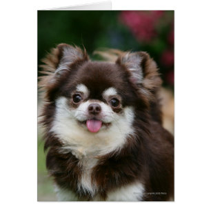 Chihuahua Headshot 1, långfärgad Hälsningskort
