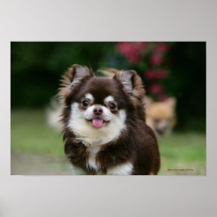 Chihuahua Headshot 1, långfärgad Poster