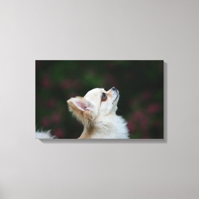 Chihuahua Headshot 2, långfärgad Canvastryck (Framsida)