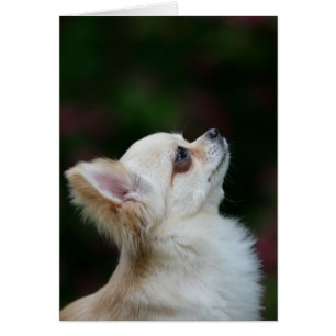 Chihuahua Headshot 2, långfärgad Hälsningskort