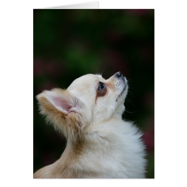 Chihuahua Headshot 2, långfärgad Hälsningskort (Framsidan)