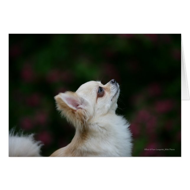 Chihuahua Headshot 2, långfärgad Hälsningskort (Framsidan Horizontal)