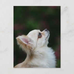 Chihuahua Headshot 2, långfärgad Vykort
