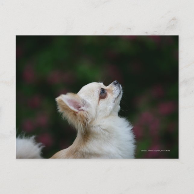 Chihuahua Headshot 2, långfärgad Vykort (Framsida)