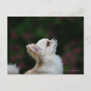 Chihuahua Headshot 2, långfärgad Vykort