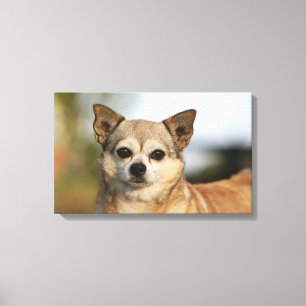 Chihuahua Headshot Canvastryck