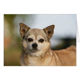 Chihuahua Headshot Hälsningskort