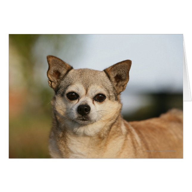 Chihuahua Headshot Hälsningskort (Framsidan Horizontal)