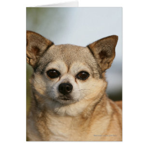 Chihuahua Headshot Hälsningskort