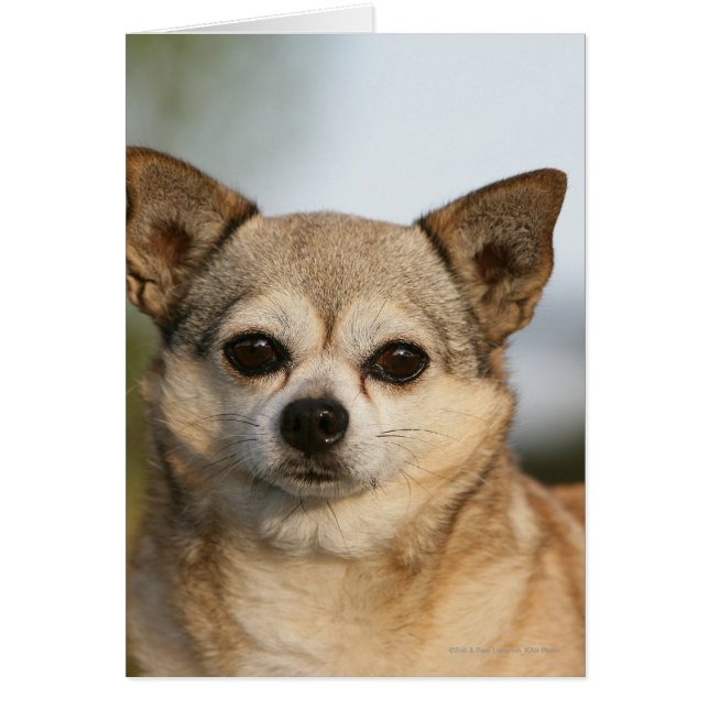 Chihuahua Headshot Hälsningskort (Framsidan)