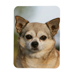 Chihuahua Headshot Magnet